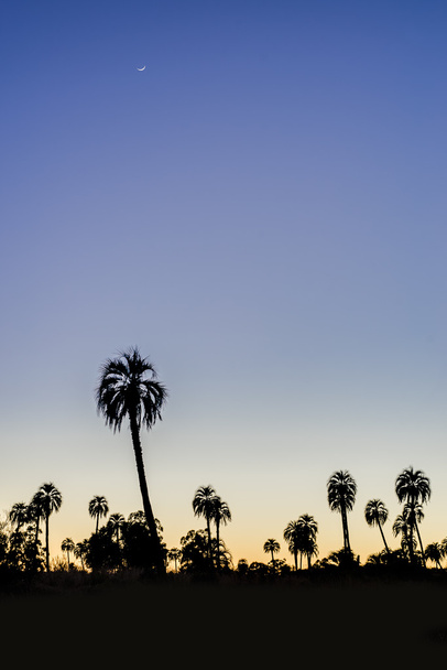 východ slunce na el palmar národní park, argentina - Fotografie, Obrázek