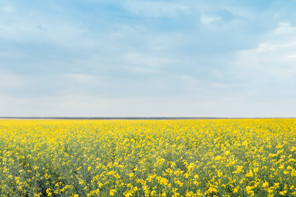 beautiful yellow flowers growing in the field  - Φωτογραφία, εικόνα