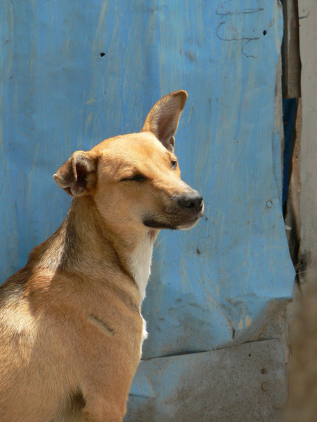 Haitilainen koira
 - Valokuva, kuva
