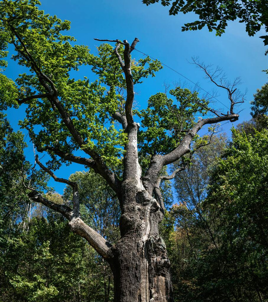Medieval millennial oak, tree and landmark of the Cold Yar, Ukraine. Maxim Zalizniak Oak - Photo, Image