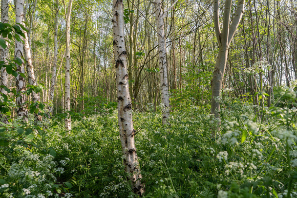 Pietruszka krowa na wiosnę oświetlona srebrnym lasem brzozowym w lesie społeczności hackney  - Zdjęcie, obraz
