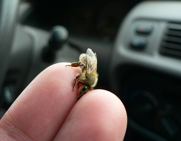 honeybee and fingers - Photo, Image