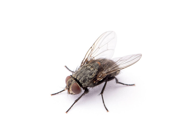 Beyaz arkaplanda izole edilmiş sinek - Fotoğraf, Görsel