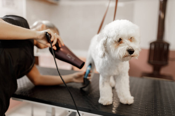 Douche et séchage pour chien au salon de toilettage par un esthéticien pour animaux de compagnie - Photo, image