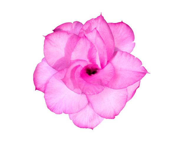 Singoli fiori di azalea isolati
  - Foto, immagini