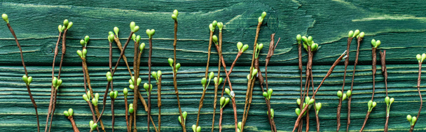вид зверху на дерев'яний зелений фон з квітучими гілками, панорамний знімок
  - Фото, зображення