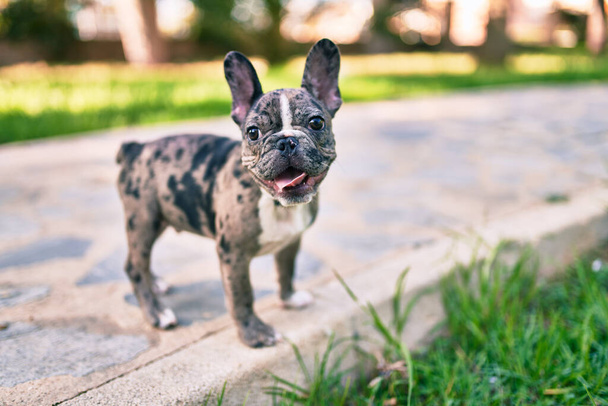 Beautiful puppy spotted french bulldog happy at the park outdoors - Foto, Bild