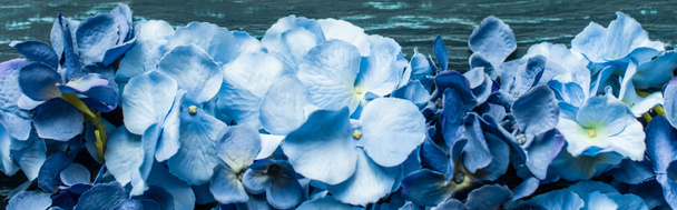 vista superior de fundo verde de madeira com flores azuis, tiro panorâmico - Foto, Imagem