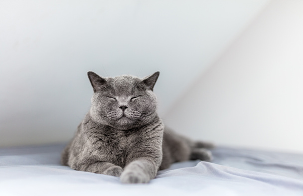 Gelukkig Britse kat glimlachend met zijn ogen dicht wanneer liggend op bed. Brits stenografisch ras - Foto, afbeelding