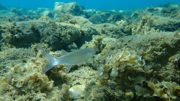 Flathead grey mullet (Mugil cephalus), flathead mullet, striped mullet undersea, Aegean Sea, Greece, Halkidiki - Photo, Image