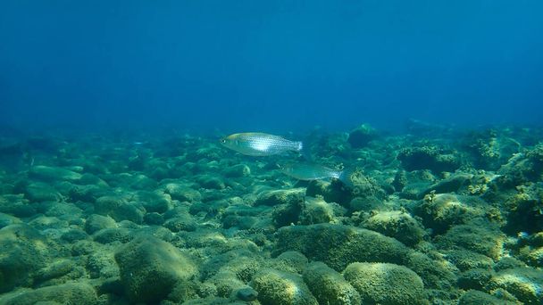 Flathead Meeräsche (Mugil cephalus), Flathead Meeräsche, Streifenbarbe Unterwasser, Ägäis, Griechenland, Chalkidiki - Foto, Bild