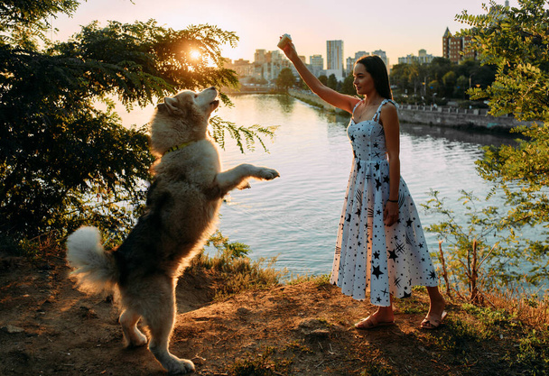 Mujer joven juega con el perro Malamute y lo alimenta con helado en el parque contra el fondo del río y la ciudad al atardecer. - Foto, Imagen