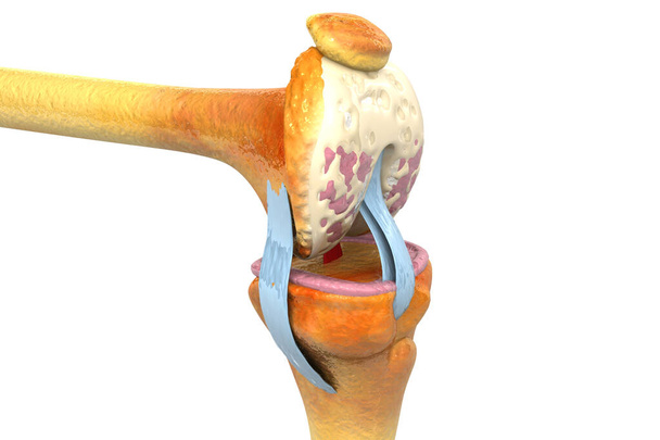 Anatomie van het menselijk kniegewricht. 3d illustratie - Foto, afbeelding