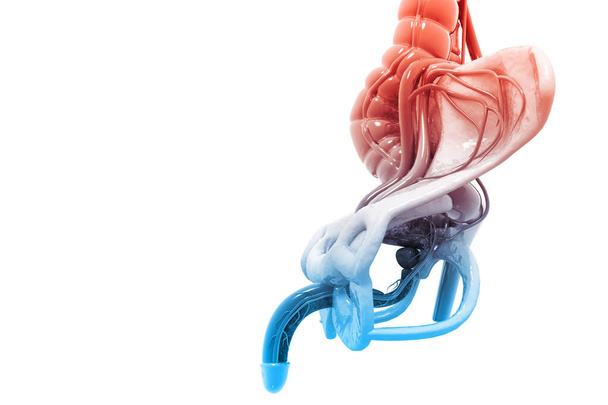 男性の尿路系3Dレンダリング - 写真・画像
