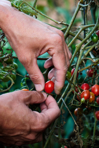 Крупный план молодого кавказца, собирающего спелые помидоры черри с растения в органическом саду - Фото, изображение