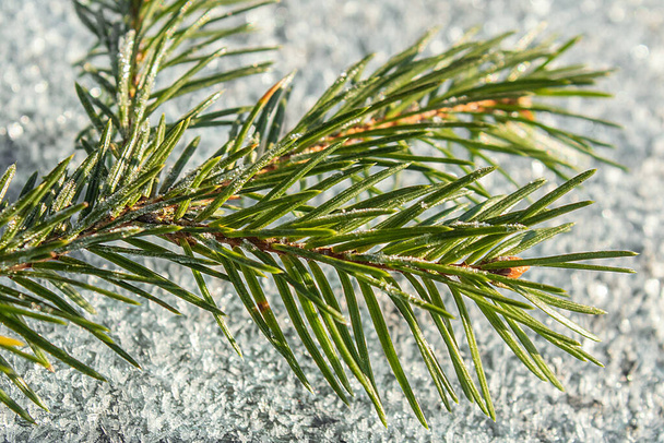 冷たい白い雪の中でモミの美しい枝。新鮮な空気 - 写真・画像