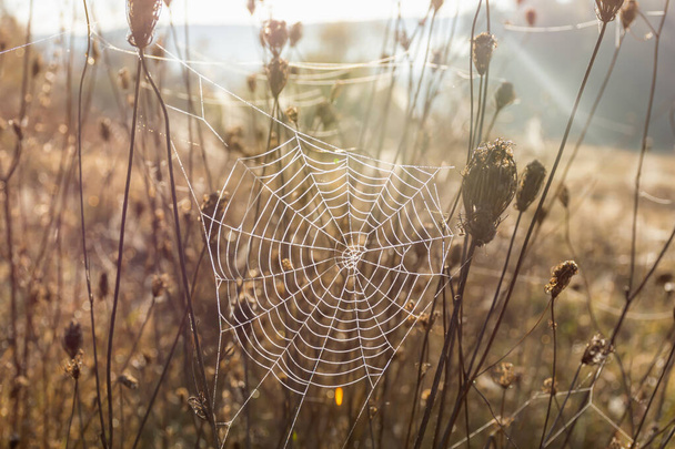 A web with dew drops on a dry thorn. Cobwebs in the morning light. Autumn brilliant natural background. The concept of late autumn. Vintage brown shades of autumn. Spider web Halloween - Photo, Image