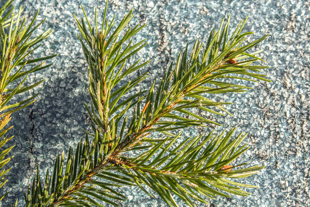 Fond de neige. Branche verte Épinette sur fond blanc de glace - Photo, image