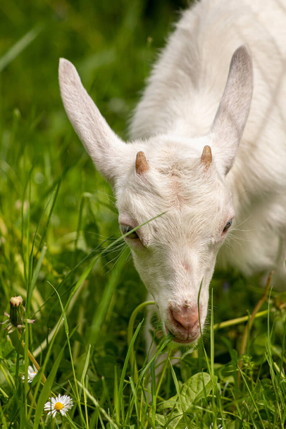 Маленькая белая бытовая коза - Фото, изображение