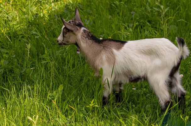 Small white - brown domestic goat grazing - Photo, Image