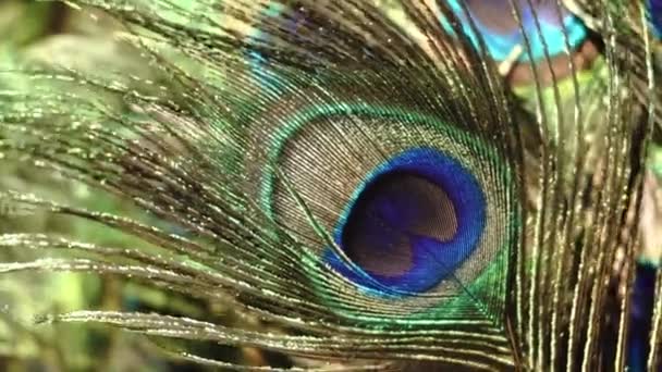 Primer plano de ojo "en pluma de pavo real. Concepto de celebración hindú Thaipusam." - Metraje, vídeo