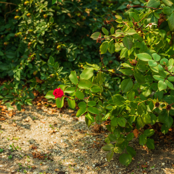 A bright flower on a green bush growing in a clearing. Photo taken in Chelyabinsk, Russia. - Photo, image