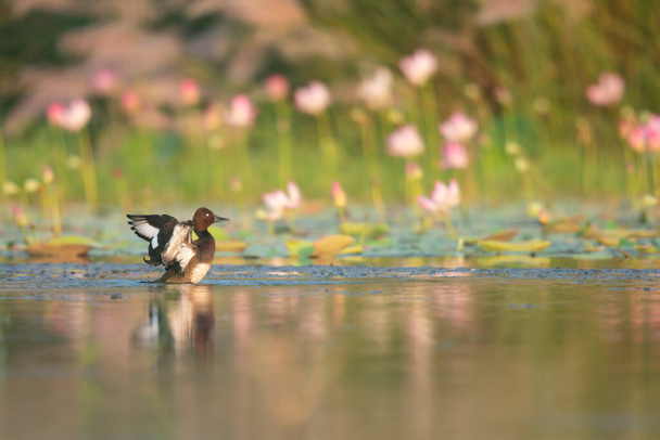 Ferruginous duck with lotus flowers - Фото, изображение