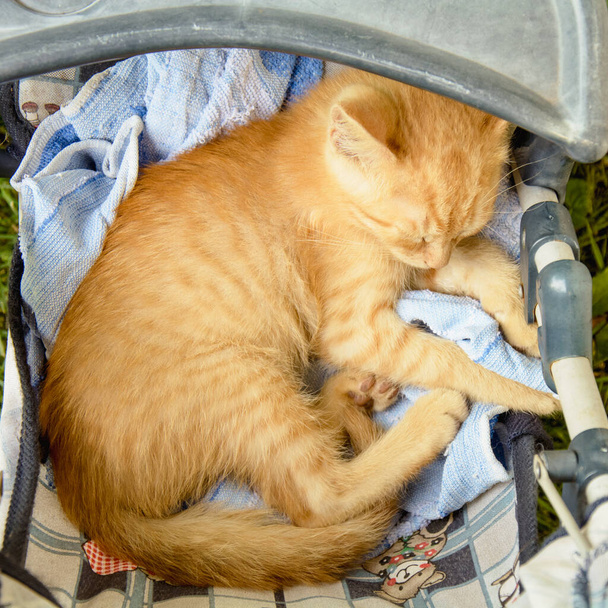 Gingembre chaton dormir dans la crèche - Photo, image