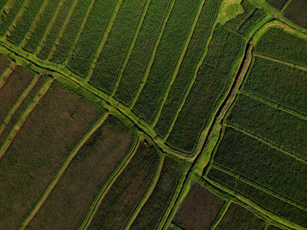 Rijst Terras Luchtfoto. Afbeelding van een prachtig terras rijstveld in Jatiluwih, Bali, Indonesië - Foto, afbeelding