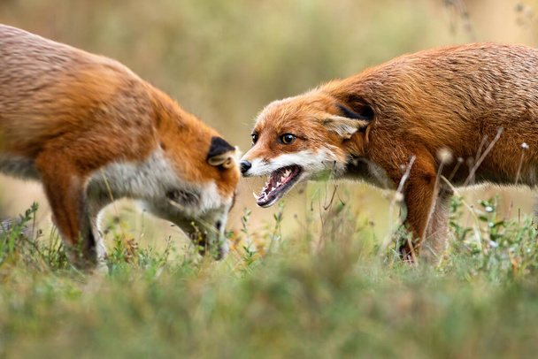 Dvě červené lišky bojující na louce v podzimní přírodě. - Fotografie, Obrázek
