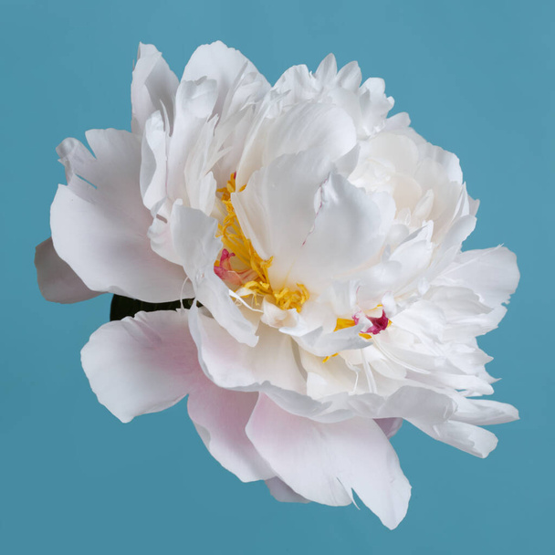 Tender pink peony flower isolated on a blue background. - Foto, Imagem