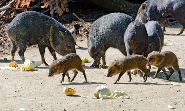 a pack of peccaries with young animals at feeding - Photo, Image