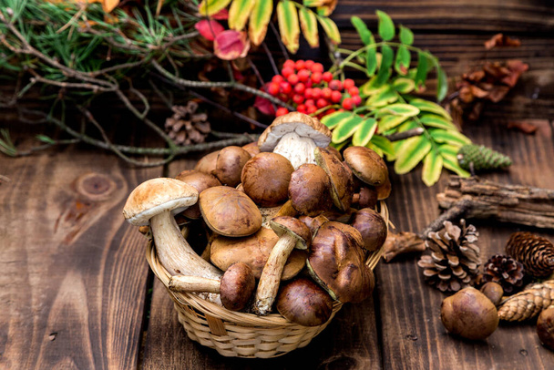 Mushroom Boletus over Wooden Background. Autumn Mushrooms. Boletus over Wooden Background, close up on wood rustic table. Cooking delicious organic mushroom.Mushroom season.Top view. - Fotoğraf, Görsel