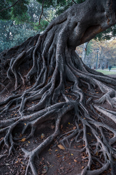 Antiguas raíces del árbol centenario en la ciudad - Foto, Imagen