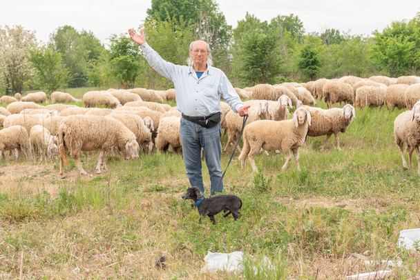 Koyun ve keçilerin arasında siyah kanişi olan yaşlı bir adam çayırda otluyor. - Fotoğraf, Görsel