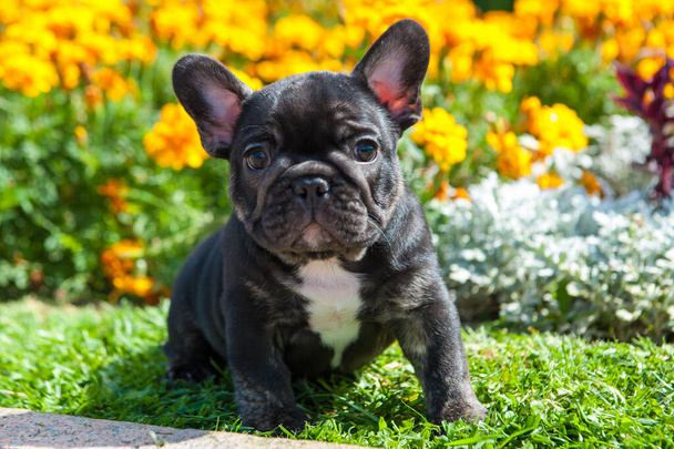 Small black puppy of french bulldog is on the green grass and yellow flowers  outdoors - Photo, Image