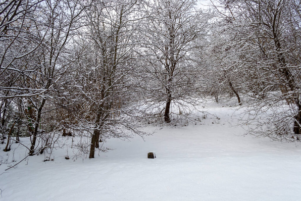 Trees in Snow on a Hill in a Park in Winter - Foto, Imagen