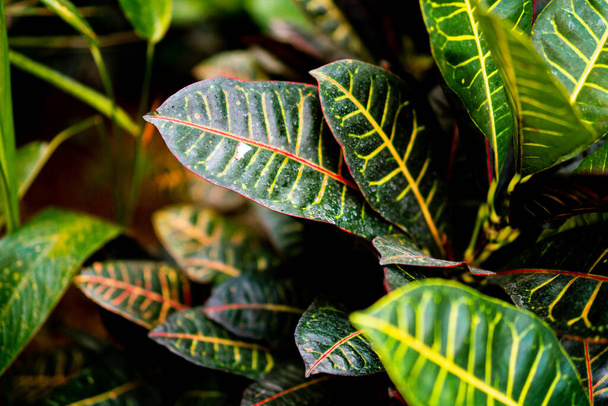 Primo piano delle foglie tropicali. Croton petra sullo sfondo del giardino. Fogliame verde con strisce gialle. - Foto, immagini
