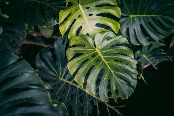 Papier peint tropical avec de grandes feuilles de monstère. Feuillage sombre en arrière-plan jungle. Feuilles énormes dans le climat de la forêt tropicale. - Photo, image