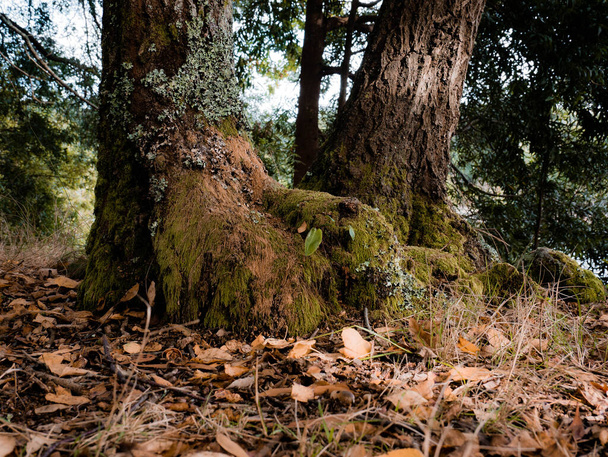 Sockel eines moosigen Baumes im Herbst - Foto, Bild