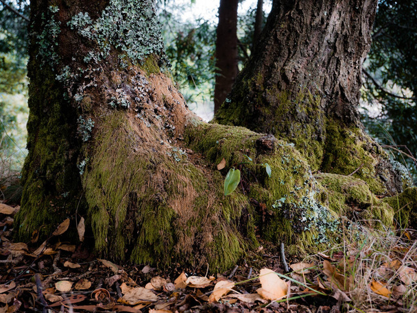Sockel eines moosigen Baumes im Herbst - Foto, Bild
