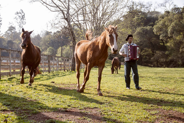 Gaucho atların arasında mızıka çalıyor.. - Fotoğraf, Görsel