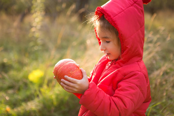 Orange round pumpkin in the hands of a little Caucasian girl in a bright red jacket with a hood. Focus on the pumpkin. Harvest festival, thanksgiving, eco-friendly food, autumn atmosphere, Halloween. - Fotoğraf, Görsel