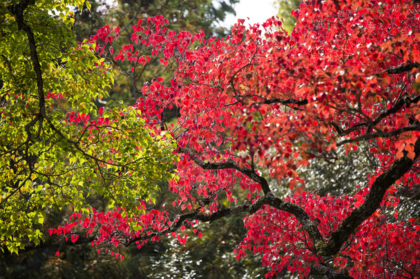 Changement de saison des feuilles d'automne
 - Photo, image