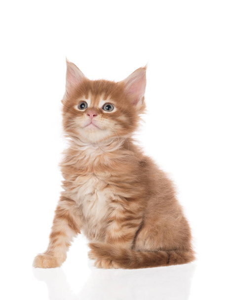 Fluffy Maine Coon kitten isolated over white background - Photo, Image