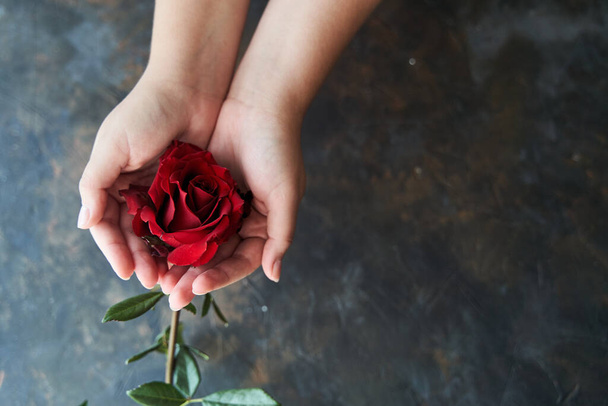 Red rose bud in female hands on a dark background - Фото, зображення