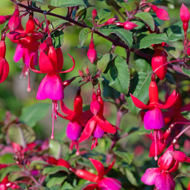 Bloeiende rode fuchsia 's in de tuin - Foto, afbeelding