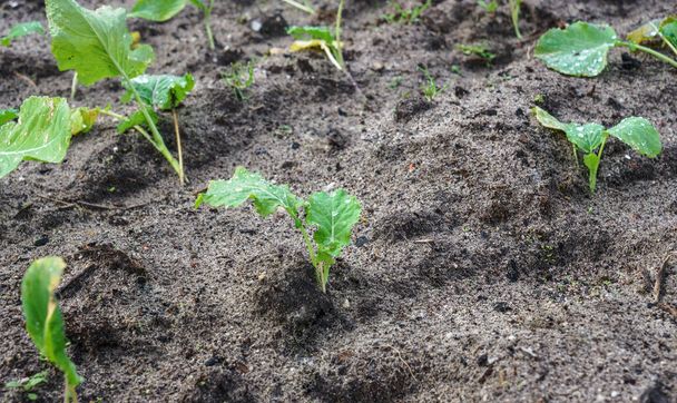 Органічна молода плантація капусти в піщаному грунті
. - Фото, зображення