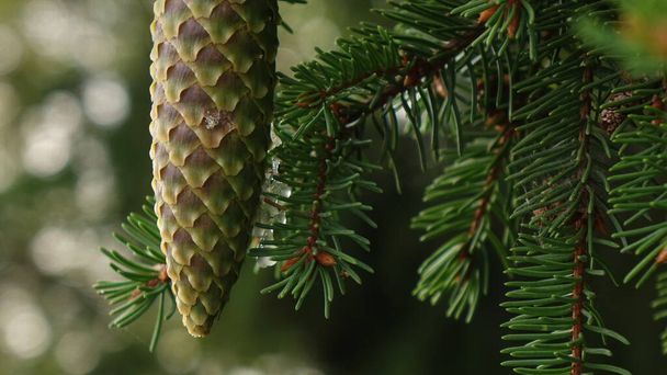 cones de árvore com resina esbarrando entre agulhas de pinheiro - Foto, Imagem