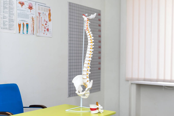 Modelo anatómico de columna vertebral. Modelo de columna cervical artificial humana en consultorio médico. Copyspace para texto. - Foto, Imagen